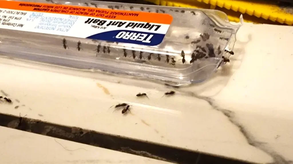 Real-world testing of TERRO T300B showing a large swarm of sugar ants feeding on the liquid borax bait.